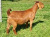 LOT 51 1X KALAHARI RED FLOCK DOE ALBIE & LOUWAN HORN