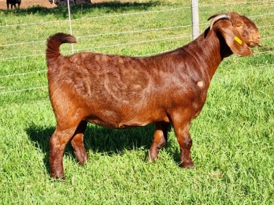 LOT 52 1X KALAHARI RED FLOCK DOE ALBIE & LOUWAN HORN