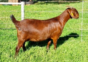 LOT 55 1X KALAHARI RED FLOCK DOE ALBIE & LOUWAN HORN