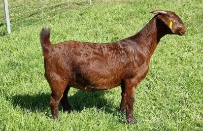 LOT 56 1X KALAHARI RED FLOCK DOE ALBIE & LOUWAN HORN