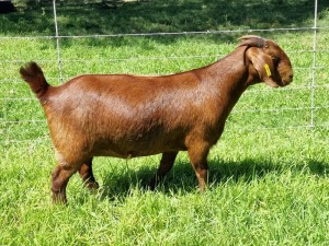 LOT 60 1X KALAHARI RED STUD DOE ALBIE & LOUWAN HORN