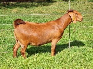 LOT 63 1X KALAHARI RED FLOCK DOE ALBIE & LOUWAN HORN