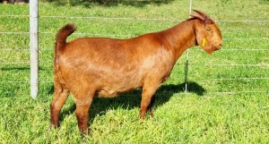 LOT 64 1X KALAHARI RED STUD DOE ALBIE & LOUWAN HORN