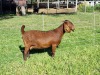 LOT 67 1X KALAHARI RED STUD DOE ALBIE & LOUWAN HORN