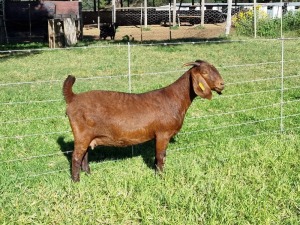 LOT 67 1X KALAHARI RED STUD DOE ALBIE & LOUWAN HORN