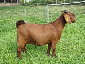 LOT 68 1X KALAHARI RED FLOCK DOE ALBIE & LOUWAN HORN