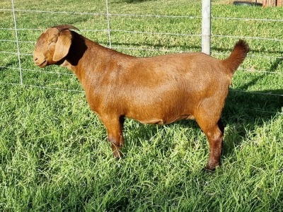 LOT 71 1X KALAHARI RED DOE ALBIE & LOUWAN HORN