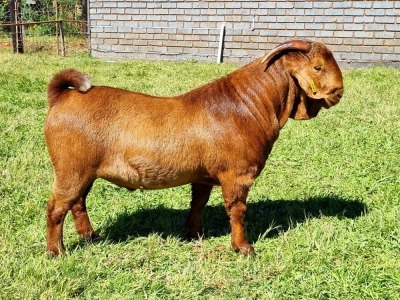 LOT 3 1X KALAHARI RED FLOCK BUCK ALBIE & LOUWAN HORN