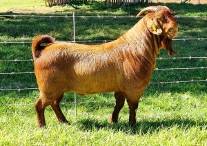 LOT 4 1X KALAHARI RED FLOCK BUCK ALBIE & LOUWAN HORN