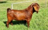 ONTTREK - LOT 8 1X KALAHARI RED BUCK ALBIE & LOUWAN HORN