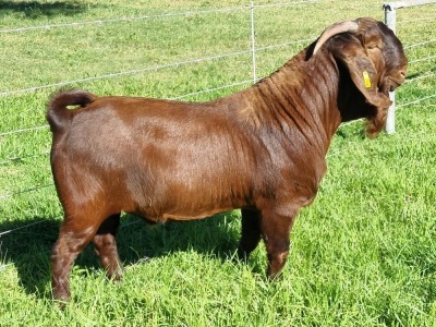 LOT 11 1X KALAHARI RED POTENSIAL STUD BUCK ALBIE & LOUWAN HORN