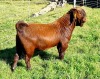 ONTTREK - LOT 12 1X KALAHARI RED BUCK ALBIE & LOUWAN HORN