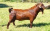 LOT 15 1X KALAHARI RED FLOCK BUCK ALBIE & LOUWAN HORN