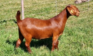 LOT 59 1X KALAHARI RED FLOCK DOE ALBIE & LOUWAN HORN