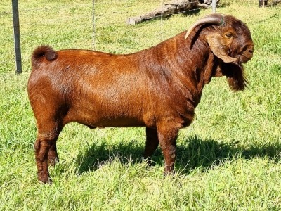 LOT 16 1X KALAHARI RED FLOCK BUCK ALBIE & LOUWAN HORN