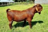 ONTTREK - LOT 17 1X KALAHARI RED BUCK ALBIE & LOUWAN HORN