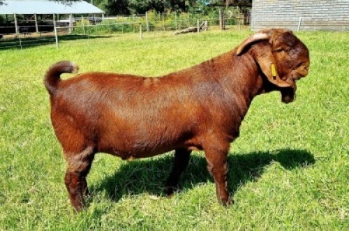 ONTTREK - LOT 17 1X KALAHARI RED BUCK ALBIE & LOUWAN HORN