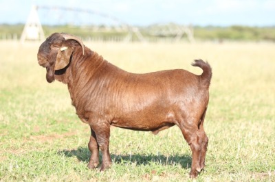 LOT 1 1X KALAHARI RED FLOCK BUCK ANTON & RICKUS BOTHMA