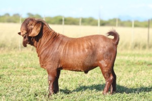 LOT 6 1X KALAHARI RED FLOCK BUCK ANTON & RICKUS BOTHMA