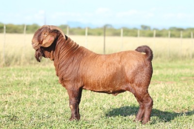 LOT 9 1X KALAHARI RED FLOCK BUCK ANTON & RICKUS BOTHMA