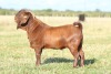 LOT 10 1X KALAHARI RED FLOCK BUCK ANTON & RICKUS BOTHMA