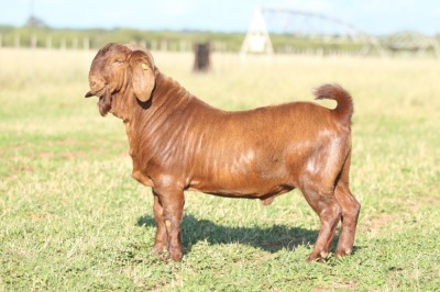 ONTTREK - LOT 13 1X KALAHARI RED BUCK ANTON & RICKUS BOTHMA