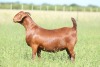 LOT 1 1X KALAHARI RED FLOCK DOE ANTON & RICKUS BOTHMA