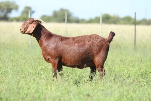 LOT 2 1X KALAHARI RED STUD DOE ANTON & RICKUS BOTHMA