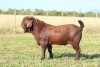 LOT 2 1X KALAHARI RED STUD BUCK ANTON & RICKUS BOTHMA