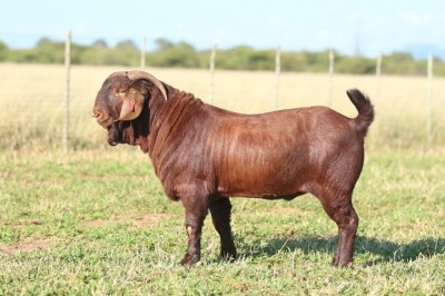 LOT 2 1X KALAHARI RED STUD BUCK ANTON & RICKUS BOTHMA