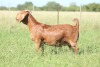 LOT 6 1X KALAHARI RED STUD DOE ANTON & RICKUS BOTHMA