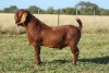 ONTTREK - LOT 5 1X KALAHARI RED BUCK ANTON & RICKUS BOTHMA