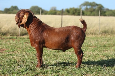 ONTTREK - LOT 5 1X KALAHARI RED BUCK ANTON & RICKUS BOTHMA