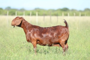 LOT 10 1X KALAHARI RED STUD DOE ANTON & RICKUS BOTHMA