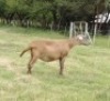 LOT 67 3X MEATMASTER OOI/EWE DORINGVELD MEATMASTERS(PER STUK OM LOT TE NEEM/PER PIECE TO TAKE THE LOT) - 4