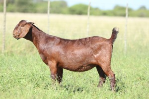 LOT 13 1X KALAHARI RED POTENSIAL STUD DOE ANTON & RICKUS BOTHMA