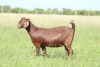 ONTTREK - LOT 14 1X KALAHARI RED DOE ANTON & RICKUS BOTHMA