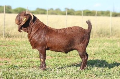 LOT 14 1X KALAHARI RED FLOCK BUCK ANTON & RICKUS BOTHMA