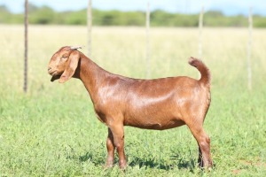 LOT 18 1X KALAHARI RED FLOCK DOE ANTON & RICKUS BOTHMA