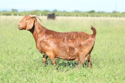 LOT 17 1X KALAHARI RED STUD DOE ANTON & RICKUS BOTHMA