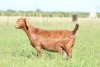 LOT 21 1X KALAHARI RED FLOCK DOE ANTON & RICKUS BOTHMA