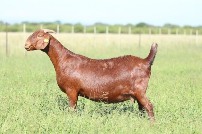 LOT 5 1X KALAHARI RED FLOCK DOE ANTON & RICKUS BOTHMA