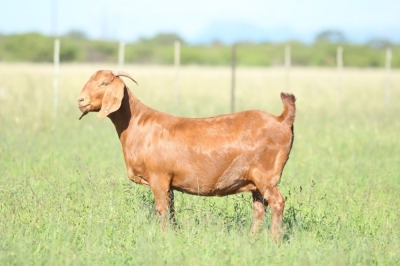 LOT 26 1X KALAHARI RED FLOCK DOE ANTON & RICKUS BOTHMA