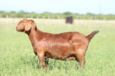 LOT 29 1X KALAHARI RED STUD DOE ANTON & RICKUS BOTHMA