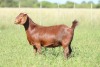 LOT 30 1X KALAHARI RED STUD DOE ANTON & RICKUS BOTHMA