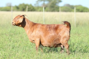 LOT 34 1X KALAHARI RED STUD DOE ANTON & RICKUS BOTHMA