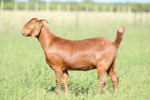 LOT 37 1X KALAHARI RED POTENSIAL STUD DOE ANTON & RICKUS BOTHMA