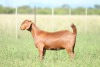 LOT 38 1X KALAHARI RED POTENSIAL STUD DOE ANTON & RICKUS BOTHMA