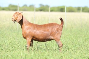 LOT 41 1X KALAHARI RED FLOCK DOE ANTON & RICKUS BOTHMA