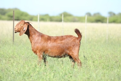 LOT 22 1X KALAHARI RED FLOCK DOE ANTON & RICKUS BOTHMA